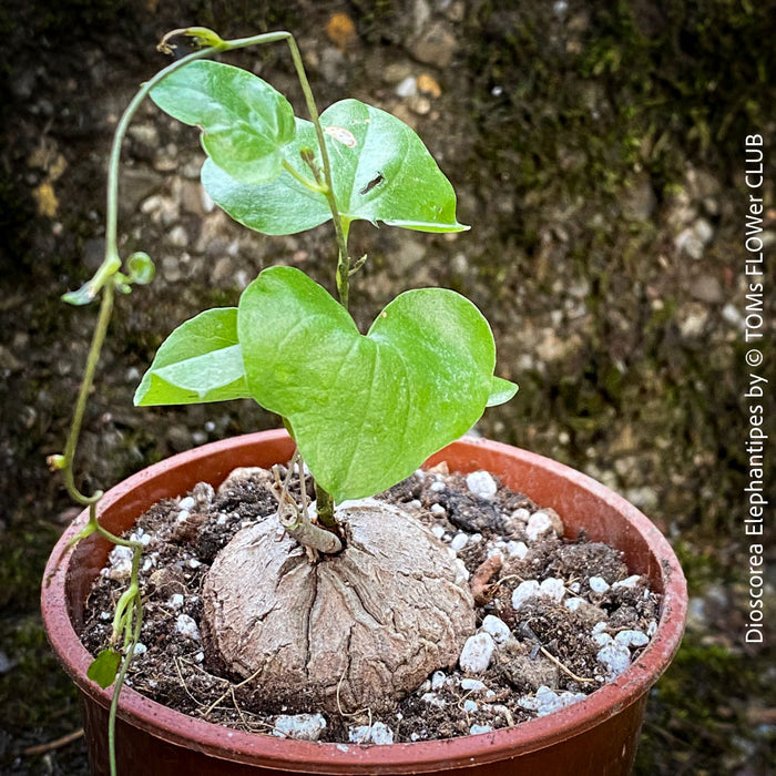 Dioscorea Elephantipes, turtle plant, organically grown tropical, succulent and caudex plants for sale at TOMs FLOWer CLUB.