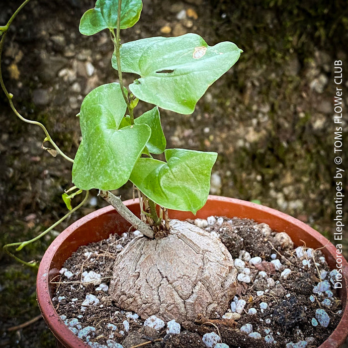 Dioscorea Elephantipes, turtle plant, organically grown tropical, succulent and caudex plants for sale at TOMs FLOWer CLUB.