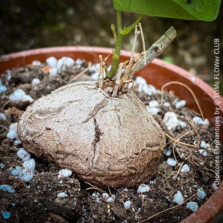 Dioscorea Elephantipes, turtle plant, organically grown tropical, succulent and caudex plants for sale at TOMs FLOWer CLUB.