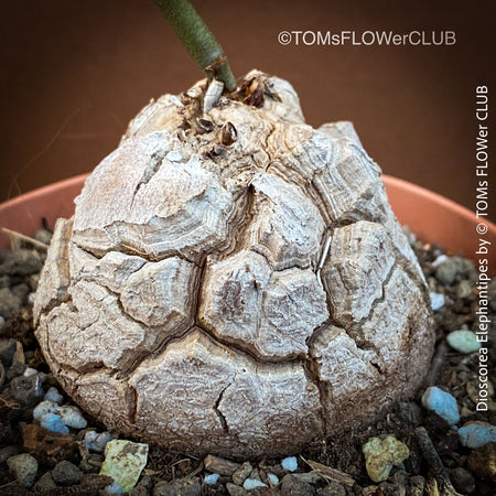 Dioscorea Elephantipes, turtle plant, organically grown tropical, succulent and caudex plants for sale at TOMs FLOWer CLUB.