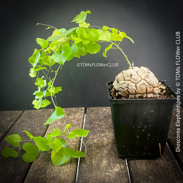 Dioscorea Elephantipes, turtle plant, organically grown tropical, succulent and caudex plants for sale at TOMs FLOWer CLUB.