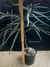 Shop Dizygotheca Elegantissima - False Aralia with Almost Black Leaves and Organic Cultivation at TOMs FLOWer CLUB