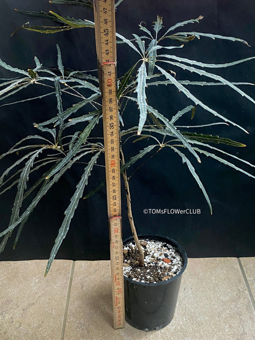 Shop Dizygotheca Elegantissima - False Aralia with Almost Black Leaves and Organic Cultivation at TOMs FLOWer CLUB