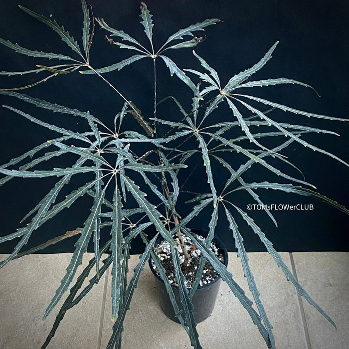 Buy Dizygotheca Elegantissima - False Aralia with Shiny Green and Copper-Red Leaves at TOMs FLOWer CLUB