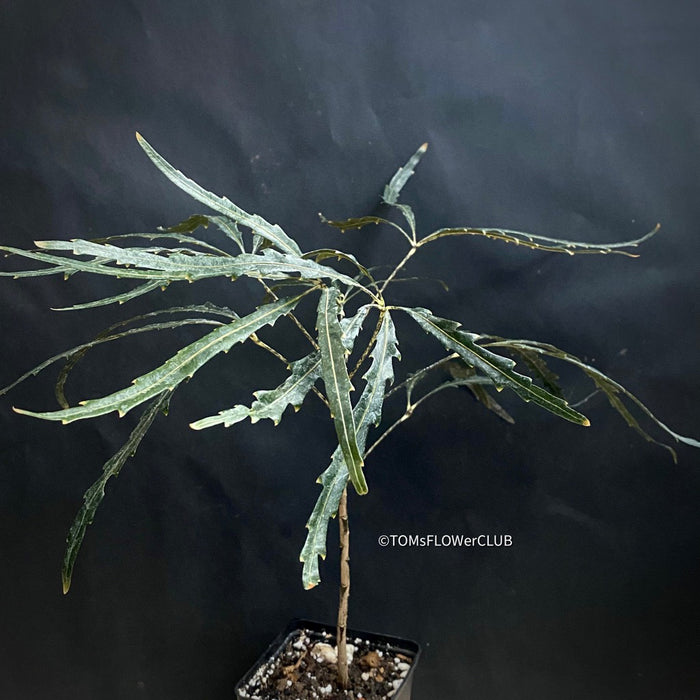 Get Dizygotheca Elegantissima from TOMs FLOWer CLUB - Distinctive False Aralia with Deeply Toothed, Almost Black Leaves