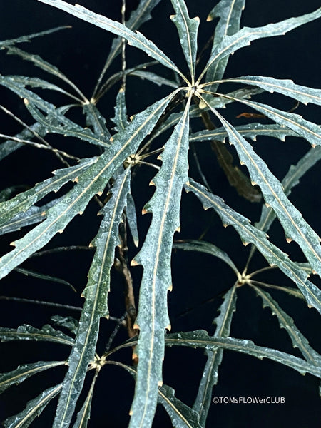 Healthy Dizygotheca Elegantissima for Sale - Grown Organically, No Greenhouse, Ideal for Half-Shady Spots at TOMs FLOWer CLUB