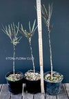 Dizygotheca elegantissima, false aralia, finger aralia, New Caledonia, Neukaledonien, tropical plants, organically grown tropical plants for sale at TOMsFLOWer CLUB.