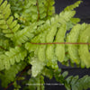 Doodia australis Rasp Fern for sale in Switzerland at TOMs FLOWer CLUB, featuring textured green fronds and colourful new growth.