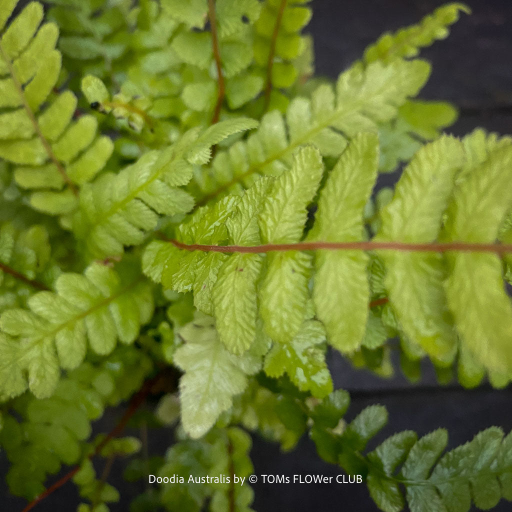 Doodia australis Rasp Fern for sale in Switzerland at TOMs FLOWer CLUB, featuring textured green fronds and colourful new growth.