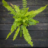 Doodia australis fern with pink-red young fronds and mature green foliage, an unusual ornamental fern at TOMs FLOWer CLUB in Zurich, Switzerland.
