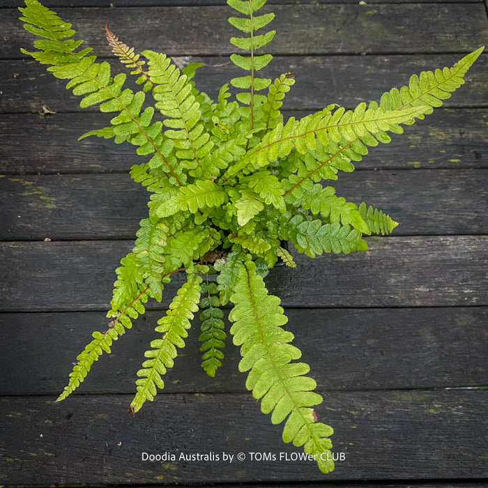 Doodia australis fern with pink-red young fronds and mature green foliage, an unusual ornamental fern at TOMs FLOWer CLUB in Zurich, Switzerland.