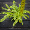 Close-up of Doodia australis Rasp Fern fronds showing their finely toothed edges and textured green leaflets.