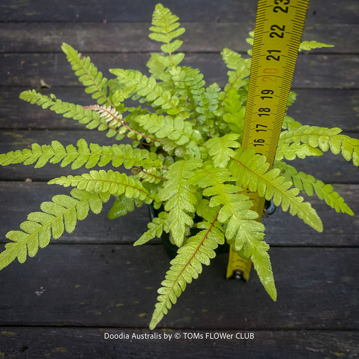 Close-up of Doodia australis Rasp Fern fronds showing their finely toothed edges and textured green leaflets.