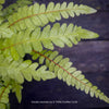 Doodia australis ornamental fern with upright, arching fronds and a compact clump-forming growth habit for shaded gardens or containers.