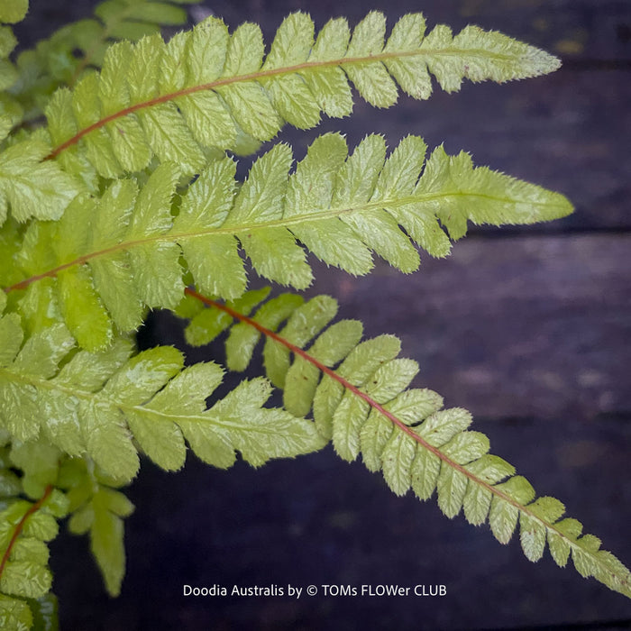 Doodia australis ornamental fern with upright, arching fronds and a compact clump-forming growth habit for shaded gardens or containers.