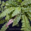 Doodia australis Rasp Fern for sheltered woodland gardens, shaded borders and fern collections in Swiss gardens.