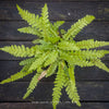 Doodia australis, also known in botanical references as Blechnum parrisiae, with textured fronds and reddish emerging foliage.