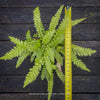A live Doodia australis plant with bright green, fern-like leaves, shown next to a yellow tape measure to indicate its height, set against a dark weathered wood background.