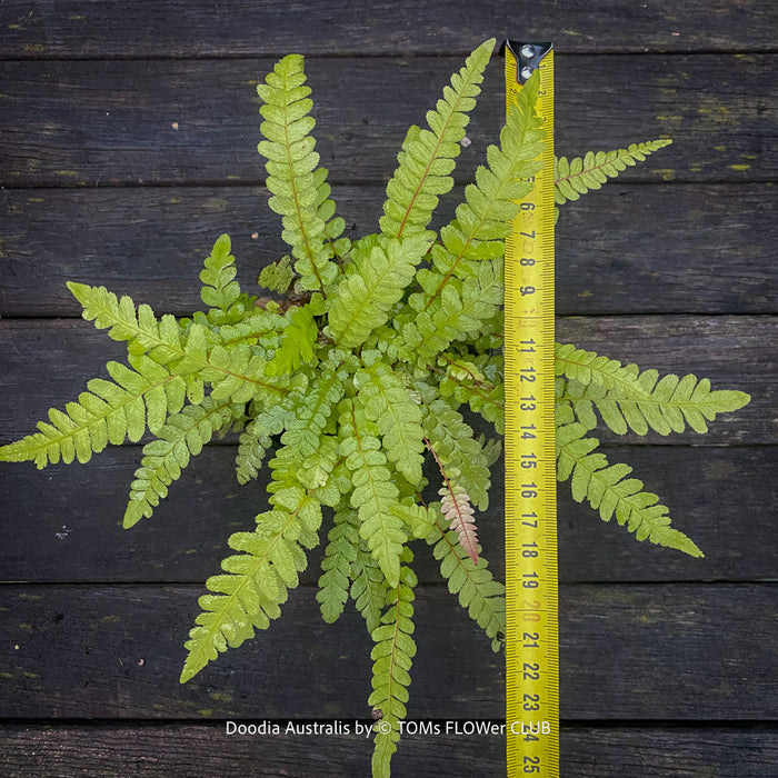 A live Doodia australis plant with bright green, fern-like leaves, shown next to a yellow tape measure to indicate its height, set against a dark weathered wood background.