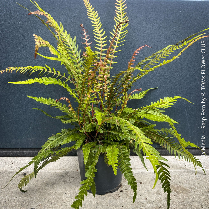 Young Doodia media Rasp Fern with bronze-red emerging fronds, organically grown at TOMs FLOWer CLUB, rare textured shade fern for collectors