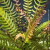 Close-up of Doodia media fern foliage showing finely serrated fronds and natural woodland structure, healthy indoor and garden plant