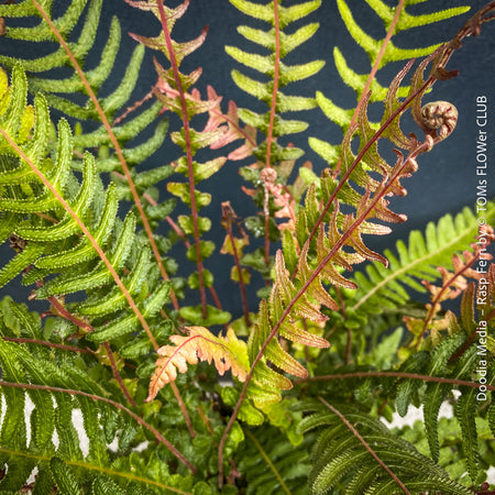 Close-up of Doodia media fern foliage showing finely serrated fronds and natural woodland structure, healthy indoor and garden plant