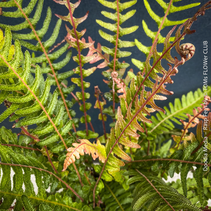 Close-up of Doodia media fern foliage showing finely serrated fronds and natural woodland structure, healthy indoor and garden plant