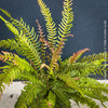 Established Doodia media Rasp Fern in pot, lush green mature fronds with strong root development, shade-loving ornamental fern