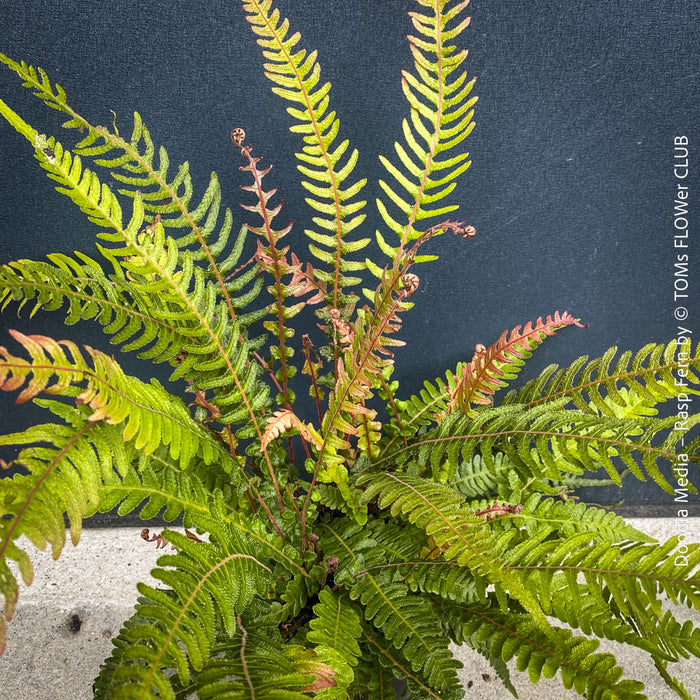 Established Doodia media Rasp Fern in pot, lush green mature fronds with strong root development, shade-loving ornamental fern