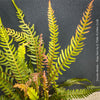 Organic Doodia media plant from TOMs FLOWer CLUB collection, displaying seasonal colour change from red bronze to deep green