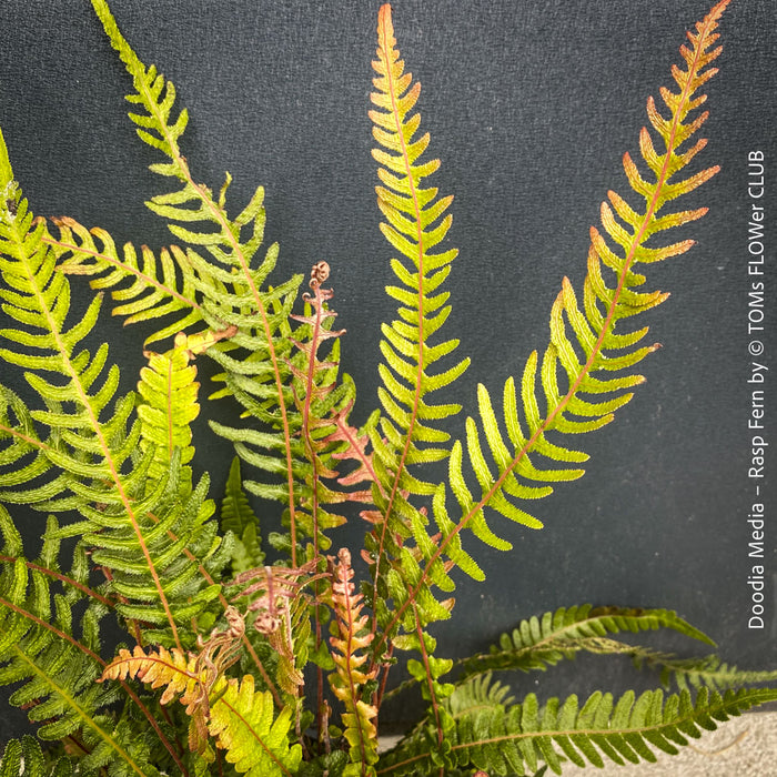 Organic Doodia media plant from TOMs FLOWer CLUB collection, displaying seasonal colour change from red bronze to deep green