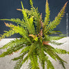 Doodia media fern growing in shaded garden setting, natural clumping habit forming dense groundcover with textured foliage