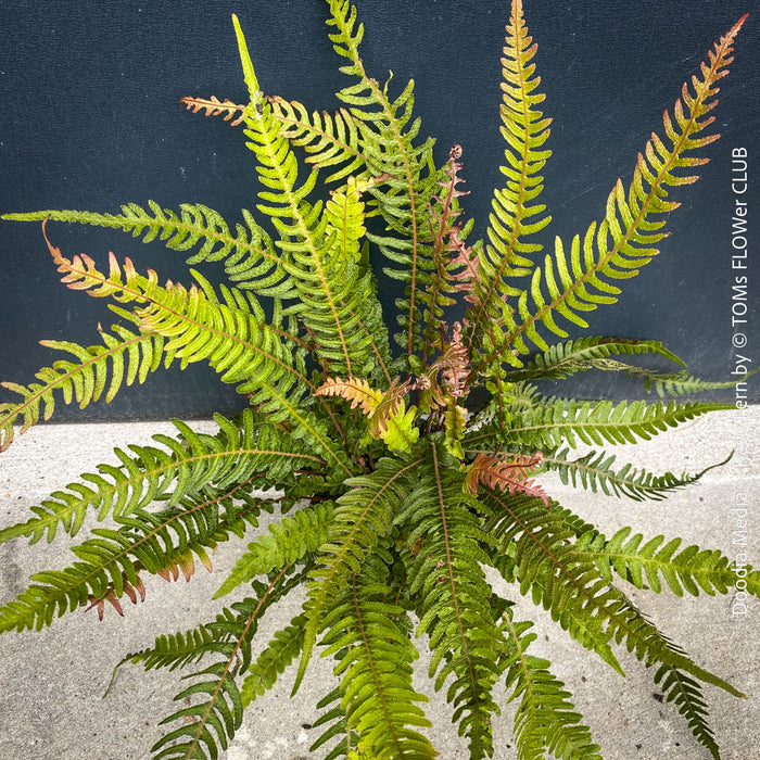Doodia media fern growing in shaded garden setting, natural clumping habit forming dense groundcover with textured foliage