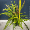 Doodia media fern growing in shaded garden setting, natural clumping habit forming dense groundcover with textured foliage