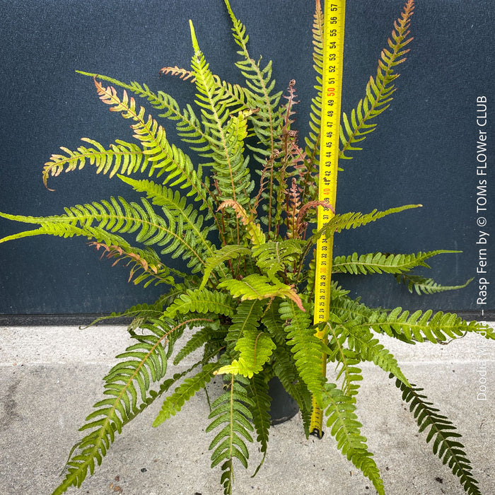 Doodia media fern growing in shaded garden setting, natural clumping habit forming dense groundcover with textured foliage
