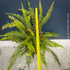 Detail of Rasp Fern Doodia media fronds with unique rasp-like surface texture, rare collector fern with architectural foliage