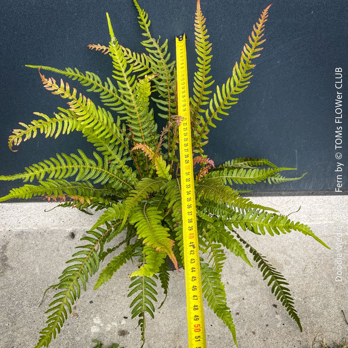 Detail of Rasp Fern Doodia media fronds with unique rasp-like surface texture, rare collector fern with architectural foliage