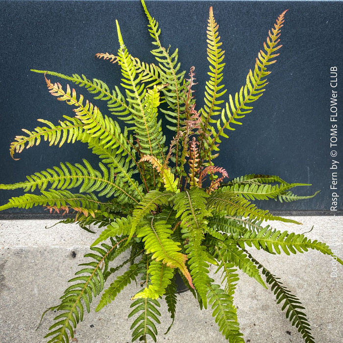 Detail of Rasp Fern Doodia media fronds with unique rasp-like surface texture, rare collector fern with architectural foliage
