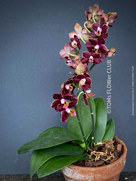 Doritaenopsis Esmee, Phalaenopsis, chocolate flowers, black beauty, burgundy chocolate flowering orchid, organically grown tropical orchid plants for sale at TOMs FLOWer CLUB.
