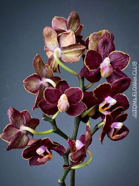 Doritaenopsis Esmee, Phalaenopsis, chocolate flowers, black beauty, burgundy chocolate flowering orchid, organically grown tropical orchid plants for sale at TOMs FLOWer CLUB.