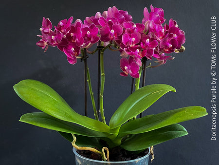 Doritaenopsis Purple, dark purple flowering orchid, organically grown tropical plants for sale at TOMs FLOWer CLUB