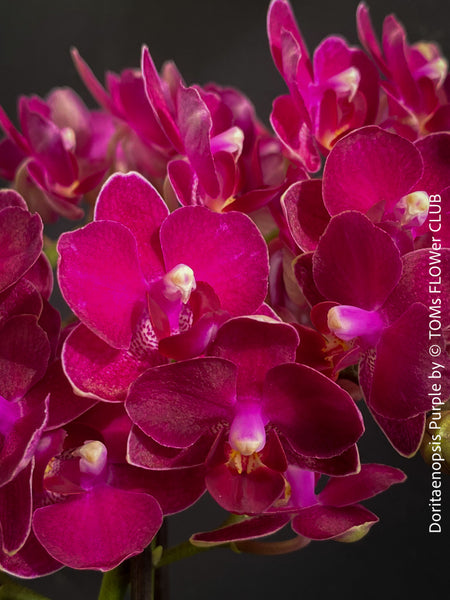 Doritaenopsis Purple, dark purple flowering orchid, organically grown tropical plants for sale at TOMs FLOWer CLUB