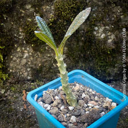 Dorstenia Hornwoodii, rare Succulent plants from Soccotra island in Jemen, organically grown from seeds, for sale at TOMs FLOWer CLUB.