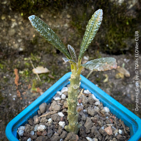 Dorstenia Gigas, rare Succulent plants from Soccotra island in Jemen, organically grown from seeds, for sale at TOMs FLOWer CLUB.