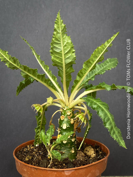 Dorstenia Hornwoodii, rare Succulent plants from Soccotra island in Jemen, organically grown from seeds, for sale at TOMs FLOWer CLUB.