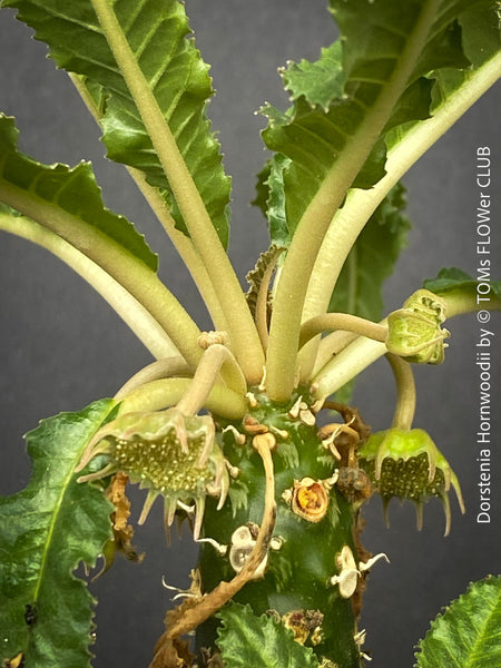 Dorstenia Hornwoodii, rare Succulent plants from Soccotra island in Jemen, organically grown from seeds, for sale at TOMs FLOWer CLUB.