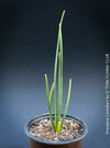 Dracaena Cinnabari, Socotra dragon tree;  dragon blood tree, Socotra; Yemen; organically grown tropical plants for sale at TOMs FLOWer CLUB, Drachenbaum, dragon tree