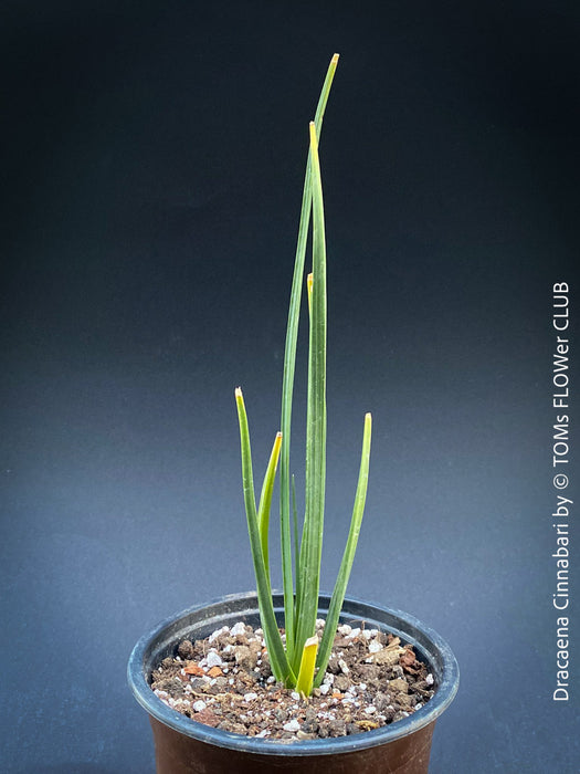 Dracaena Cinnabari, Socotra dragon tree;  dragon blood tree, Socotra; Yemen; organically grown tropical plants for sale at TOMs FLOWer CLUB, Drachenbaum, dragon tree