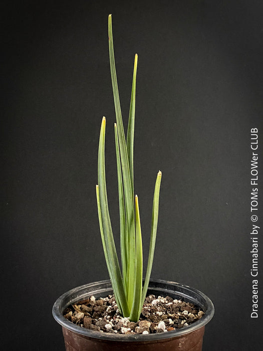 Dracaena Cinnabari, Socotra dragon tree;  dragon blood tree, Socotra; Yemen; organically grown tropical plants for sale at TOMs FLOWer CLUB, Drachenbaum, dragon tree