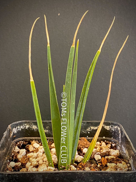dracaena cinnabari seeds for sale Dracaena Cinnabari